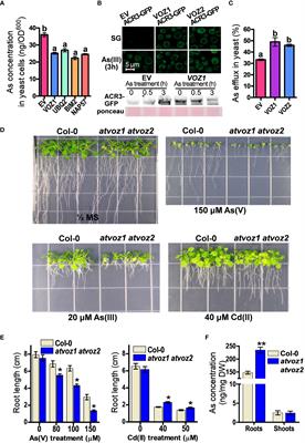 VOZ1 and VOZ2 transcription factors regulate arsenic tolerance and distribution in rice and Arabidopsis